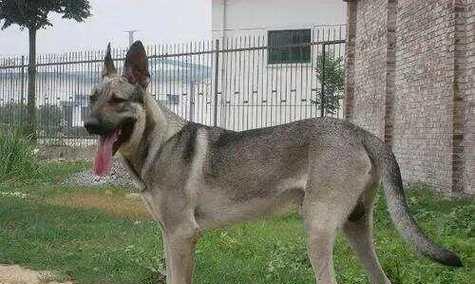 中国犬类文化的多样性（揭示中国丰富的犬类遗产和人与狗之间的特殊关系）