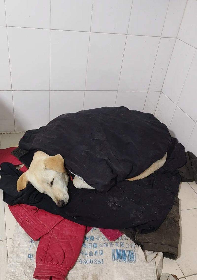 揭秘病毒的潜伏期之谜(细小病毒潜伏期长短引发关注,专家告诉你答案) 揭秘病毒的潜伏期之谜(细小病毒潜伏期长短引发关注,专家告诉你答案)