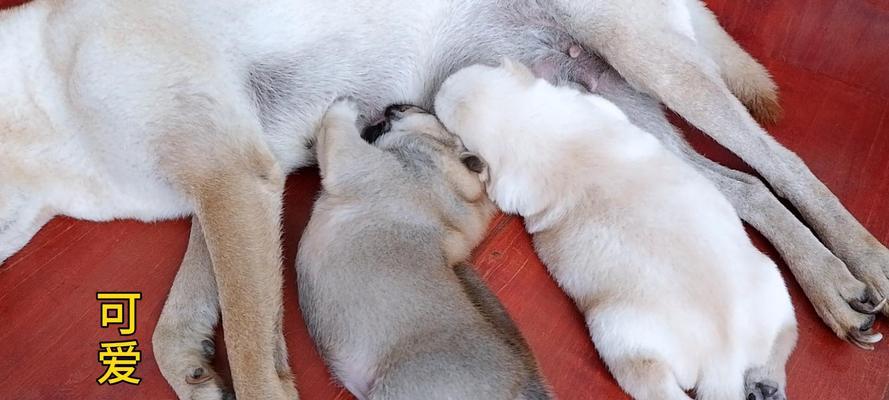 狗的饮食频率(揭秘狗狗饮食规律,) 狗的饮食频率(揭秘狗狗饮食规律,)