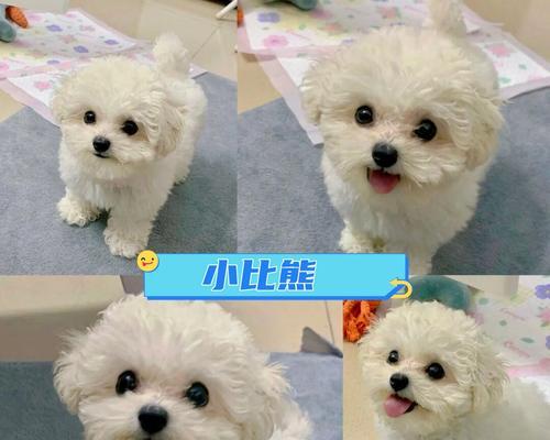 比熊犬的体型多样性(探索不同体型比熊犬的特点与魅力) 比熊犬的体型多样性(探索不同体型比熊犬的特点与魅力)