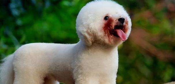 比熊犬的体型多样性(探索不同体型比熊犬的特点与魅力) 比熊犬的体型多样性(探索不同体型比熊犬的特点与魅力)