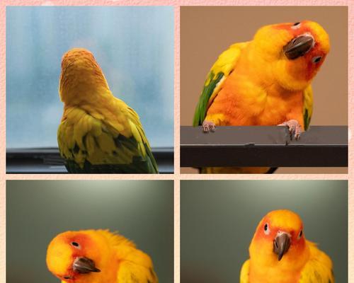 探索鹦鹉的独特特点（了解鹦鹉的聪明才智和多样化能力）