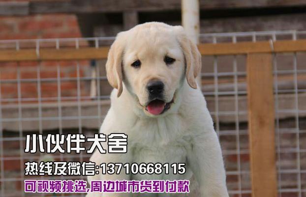 拉布拉多犬的价格及最喜欢的部位