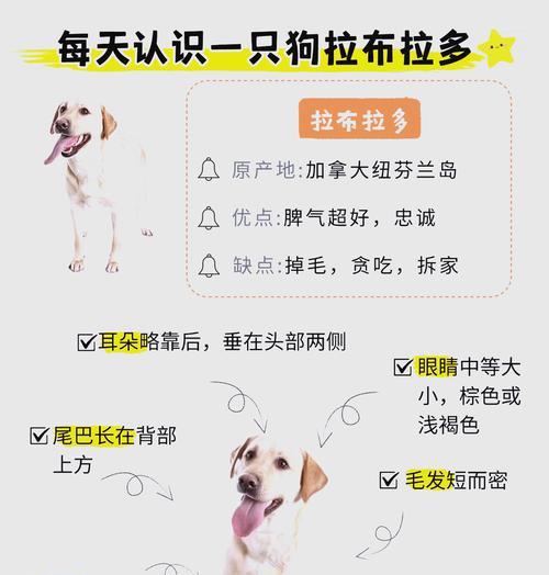 拉布拉多犬的价格及最喜欢的部位