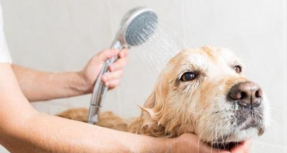 3个月大的狗狗应该多久洗一次澡?(洗澡频率对3个月大的狗狗的健康有何影响?) 3个月大的狗狗应该多久洗一次澡?(洗澡频率对3个月大的狗狗的健康有何影响?)