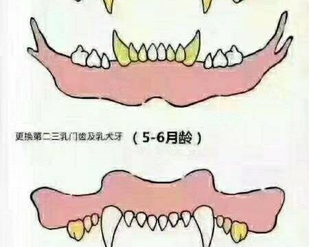 小狗牙掉了多久长出来？如何处理？