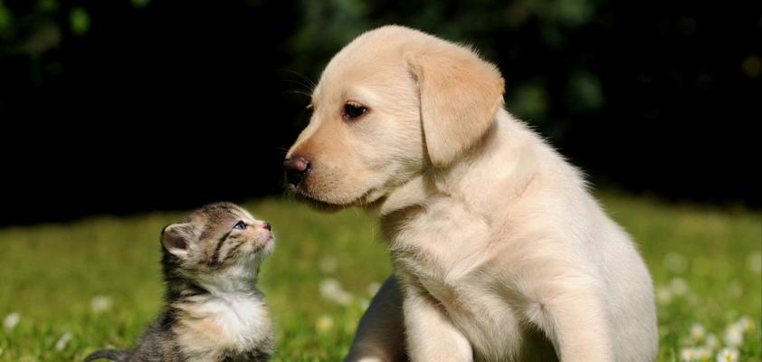 小宠物的品种多样性（探索各种小宠物品种，享受它们带来的快乐）