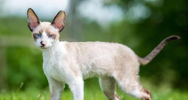 小宠物的品种多样性（探索各种小宠物品种，享受它们带来的快乐）