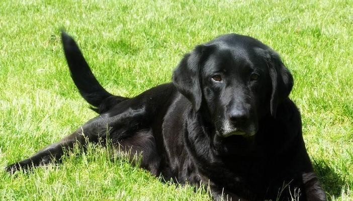 宠物狗的品种多样性与特点(探索世界上最受欢迎的狗狗品种) 宠物狗的品种多样性与特点(探索世界上最受欢迎的狗狗品种)