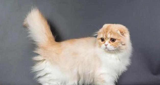 小宠物的品种多样性（探索各种小宠物品种，享受它们带来的快乐）