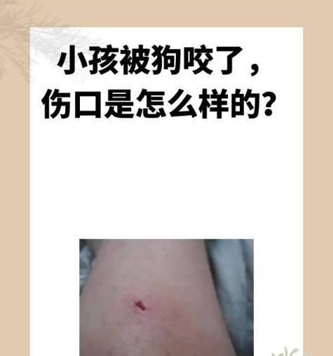 小狗牙掉了多久长出来？如何处理？