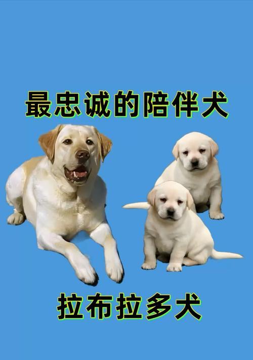 拉布拉多犬的价格及最喜欢的部位
