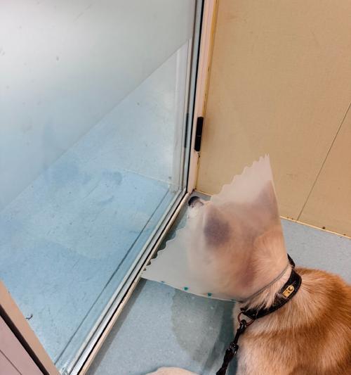 狗贫血的症状及治疗方法（揭示狗贫血的表现，提供有效的治疗方法）