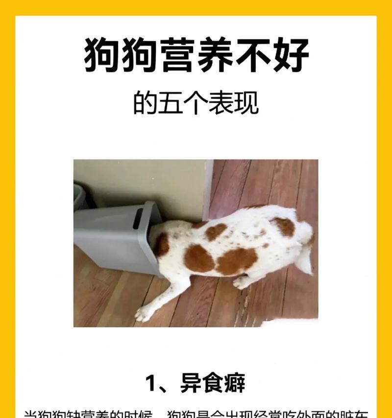 狗贫血的症状及治疗方法（揭示狗贫血的表现，提供有效的治疗方法）