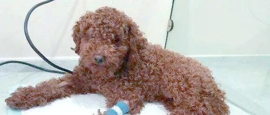 狗贫血的症状及治疗方法（揭示狗贫血的表现，提供有效的治疗方法）