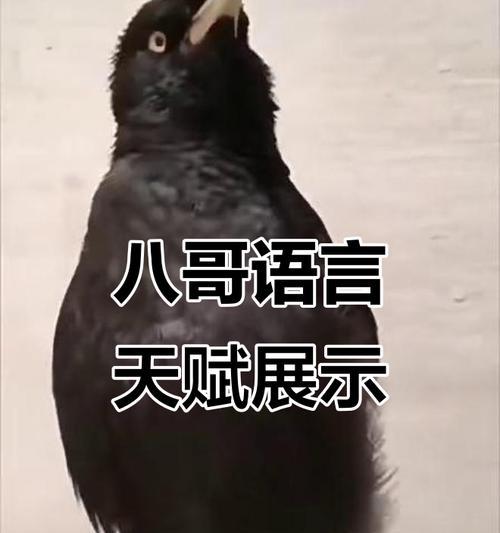 学习小八哥说话的时长及要点（以小八哥学说话，你需要多久才能掌握？）