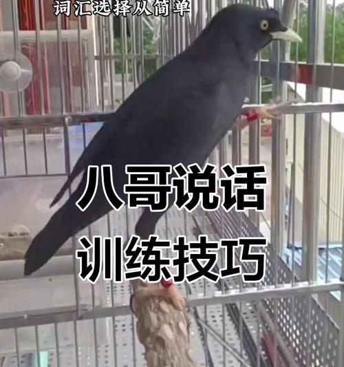 学习小八哥说话的时长及要点（以小八哥学说话，你需要多久才能掌握？）