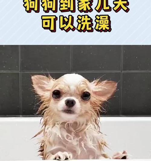 狗狗接种疫苗后多久可以洗澡？（养狗新手必知，打完针后的洗澡时间安排！）