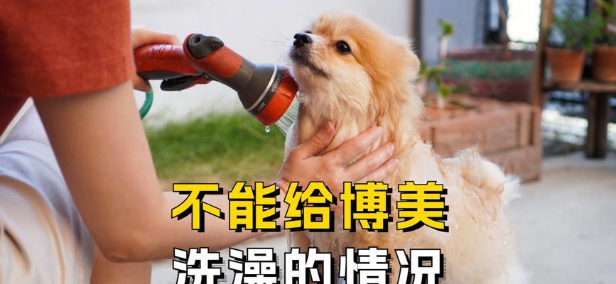 狗狗接种疫苗后多久可以洗澡？（养狗新手必知，打完针后的洗澡时间安排！）