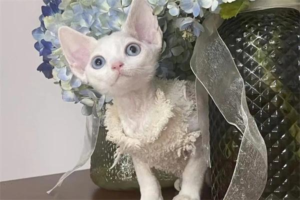 如何缓解猫咪的压力? 如何缓解猫咪的压力?