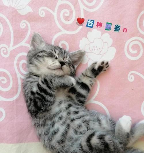 新生小猫学步之旅（探索世界的关键一步，小猫如何学会走路？）