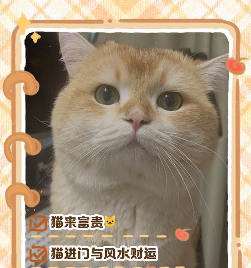 新生小猫学步之旅（探索世界的关键一步，小猫如何学会走路？）