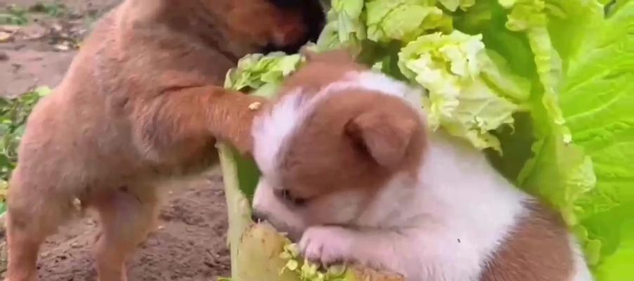 狗的饮食范围(犬食之道) 狗的饮食范围(犬食之道)
