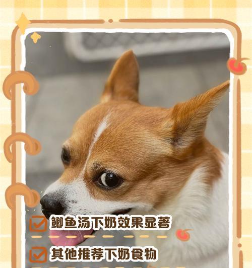 狗的饮食范围（犬食之道）