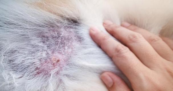 狂犬病发病狗症状全解析｜预防措施指南