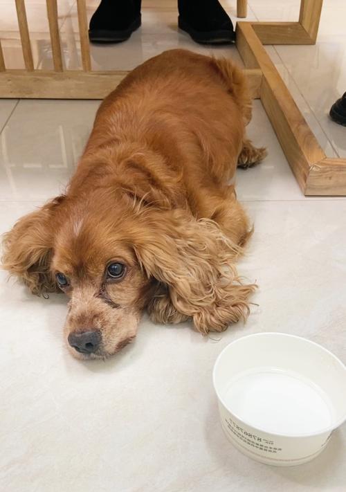 狂犬病发病狗症状全解析｜预防措施指南