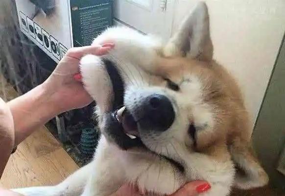 狂犬病发病狗症状全解析｜预防措施指南