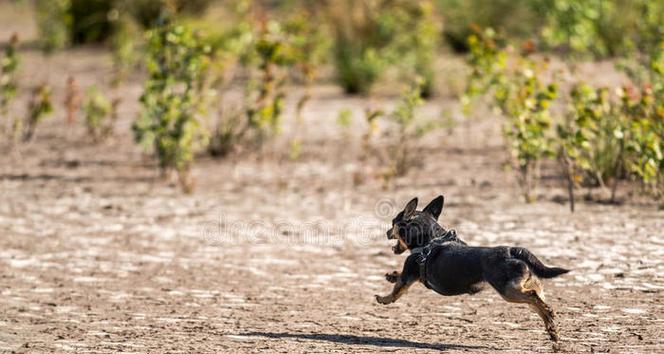 慢跑对狗的益处与风险(为你的狗狗慢跑带来的好处和潜在风险) 慢跑对狗的益处与风险(为你的狗狗慢跑带来的好处和潜在风险)