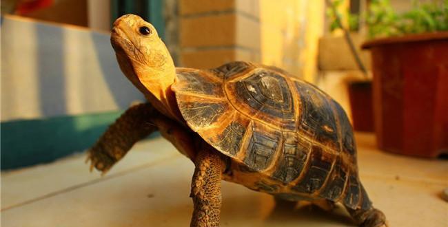 宠物龟的饲养与护理指南(掌握龟养殖的关键技巧,让你的宠物龟健康成长) 宠物龟的饲养与护理指南(掌握龟养殖的关键技巧,让你的宠物龟健康成长)