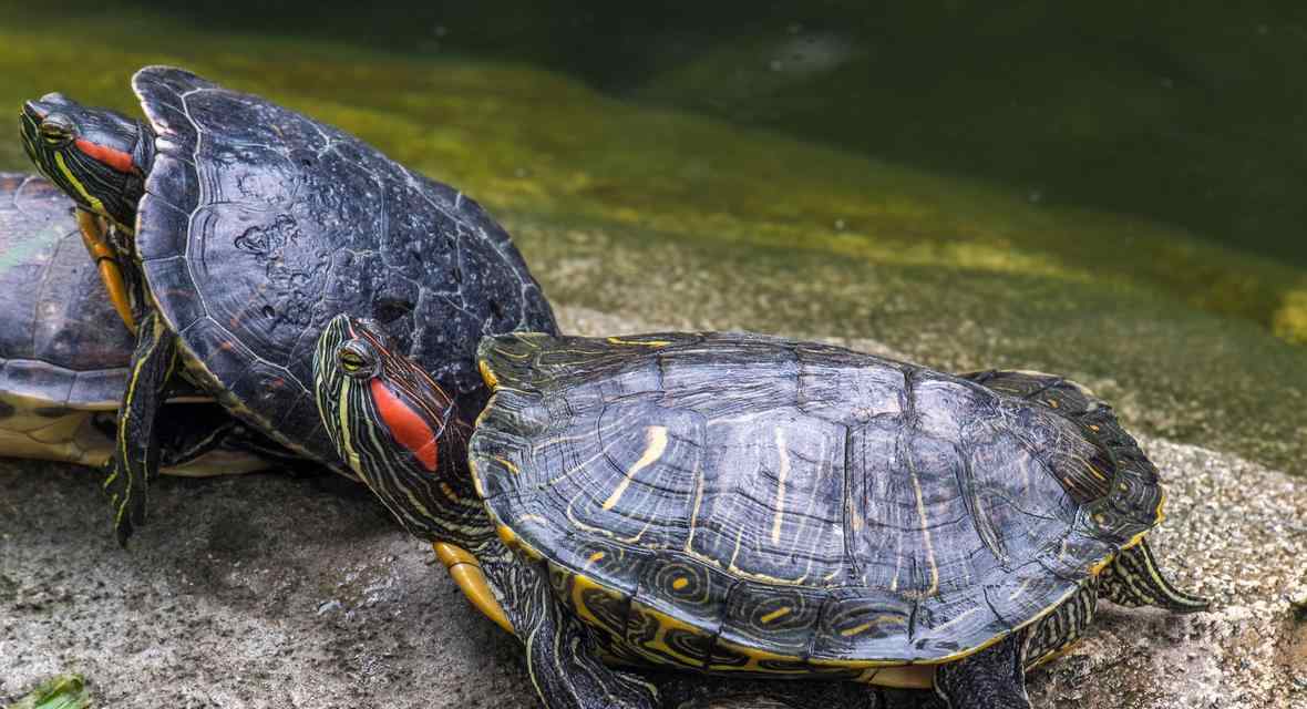 宠物龟的饲养与护理指南(掌握龟养殖的关键技巧,让你的宠物龟健康成长) 宠物龟的饲养与护理指南(掌握龟养殖的关键技巧,让你的宠物龟健康成长)