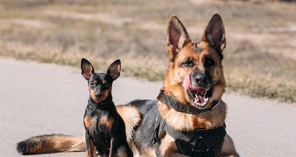 慢跑对狗的益处与风险(为你的狗狗慢跑带来的好处和潜在风险) 慢跑对狗的益处与风险(为你的狗狗慢跑带来的好处和潜在风险)