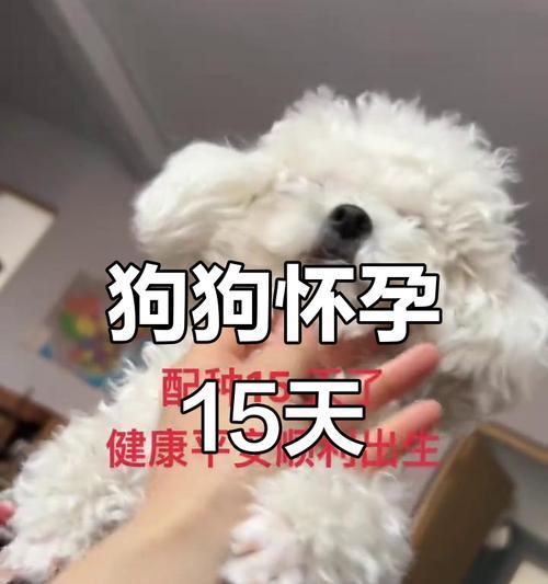 狗的配种间隔应该多久?(探讨狗的配种时间间隔对健康与繁殖的影响) 狗的配种间隔应该多久?(探讨狗的配种时间间隔对健康与繁殖的影响)