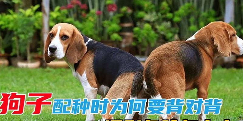 狗的配种间隔应该多久?(探讨狗的配种时间间隔对健康与繁殖的影响) 狗的配种间隔应该多久?(探讨狗的配种时间间隔对健康与繁殖的影响)