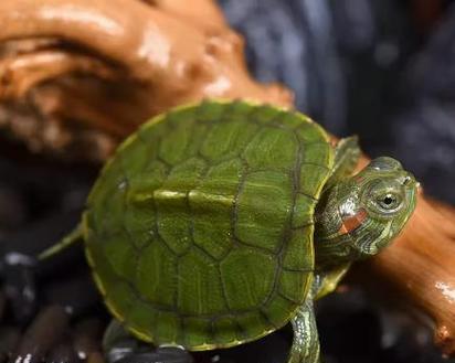 宠物龟的饲养与护理指南(掌握龟养殖的关键技巧,让你的宠物龟健康成长) 宠物龟的饲养与护理指南(掌握龟养殖的关键技巧,让你的宠物龟健康成长)