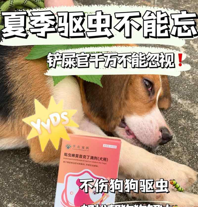 狗狗驱虫时间与方法解析（了解狗狗驱虫的时间表和适用方法，守护爱宠健康）