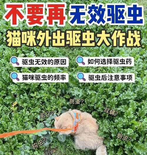 猫咪驱虫药的使用频率（保护宠物健康的关键措施）