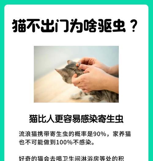 猫咪驱虫药的使用频率（保护宠物健康的关键措施）