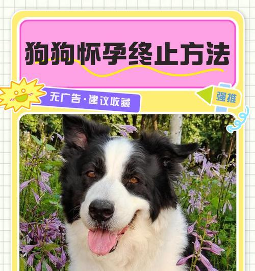 狗狗怀孕需要多久才能恢复?(探讨狗狗怀孕后的恢复周期与关键因素) 狗狗怀孕需要多久才能恢复?(探讨狗狗怀孕后的恢复周期与关键因素)