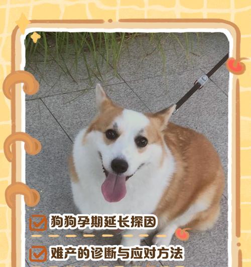 狗狗怀孕需要多久才能恢复?(探讨狗狗怀孕后的恢复周期与关键因素) 狗狗怀孕需要多久才能恢复?(探讨狗狗怀孕后的恢复周期与关键因素)