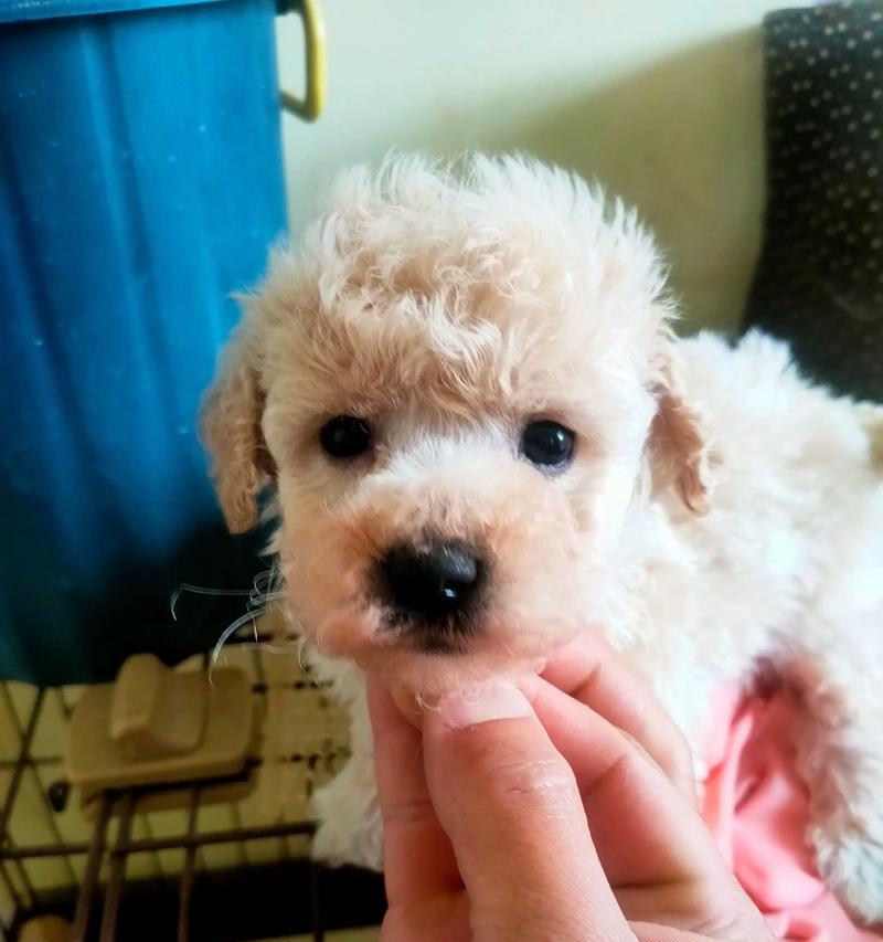 幼犬泰迪打疫苗后何时可以洗澡？（洗澡前请留意这些关键信息）