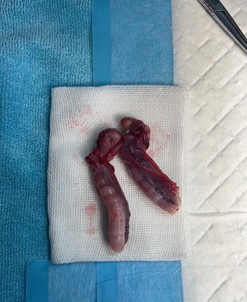 公猫绝育后拆线时间及注意事项(公猫绝育拆线时间及预防感染关键要素) 公猫绝育后拆线时间及注意事项(公猫绝育拆线时间及预防感染关键要素)