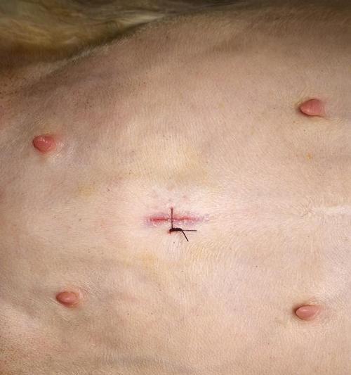 公猫绝育后拆线时间及注意事项(公猫绝育拆线时间及预防感染关键要素) 公猫绝育后拆线时间及注意事项(公猫绝育拆线时间及预防感染关键要素)