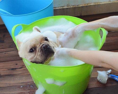 以巴哥犬洗澡的频率及注意事项 以巴哥犬洗澡的频率及注意事项