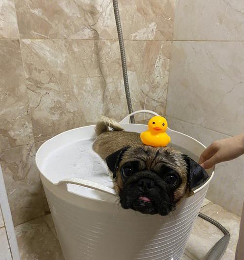 以巴哥犬洗澡的频率及注意事项 以巴哥犬洗澡的频率及注意事项