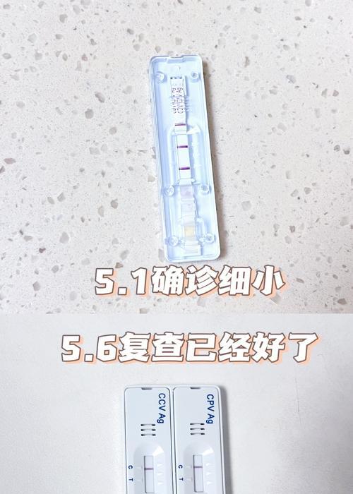 狗狗细小病毒潜伏期的长短揭秘（细小病毒潜伏期与预防关键要点分析）