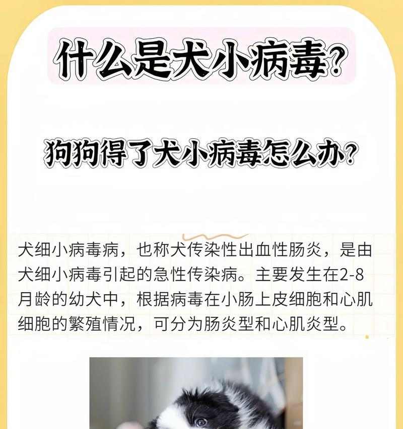 狗狗细小病毒潜伏期的长短揭秘（细小病毒潜伏期与预防关键要点分析）